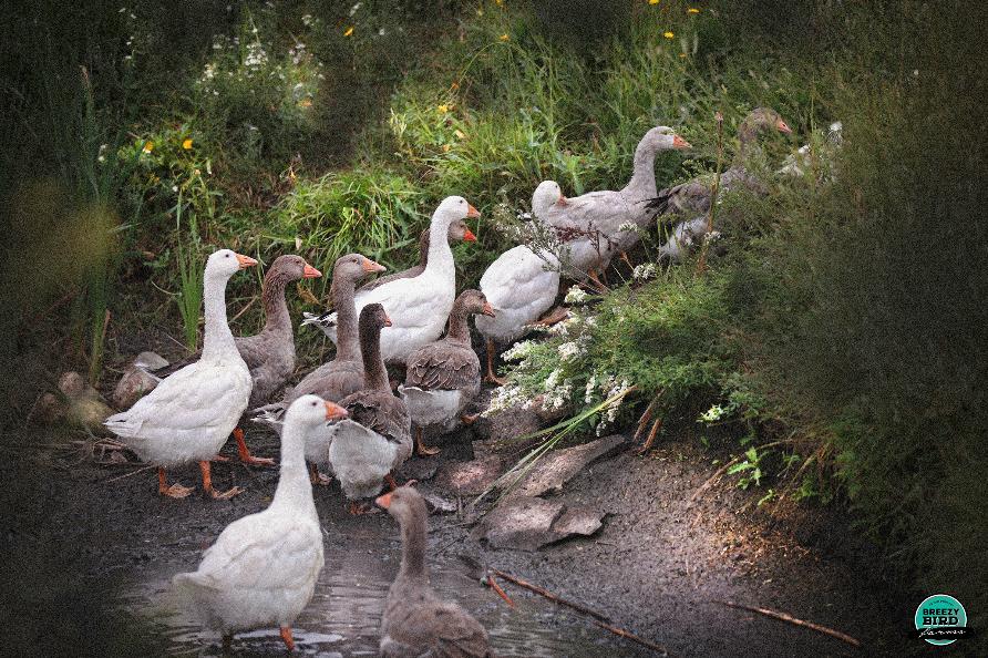 Geese Breeders In Canada